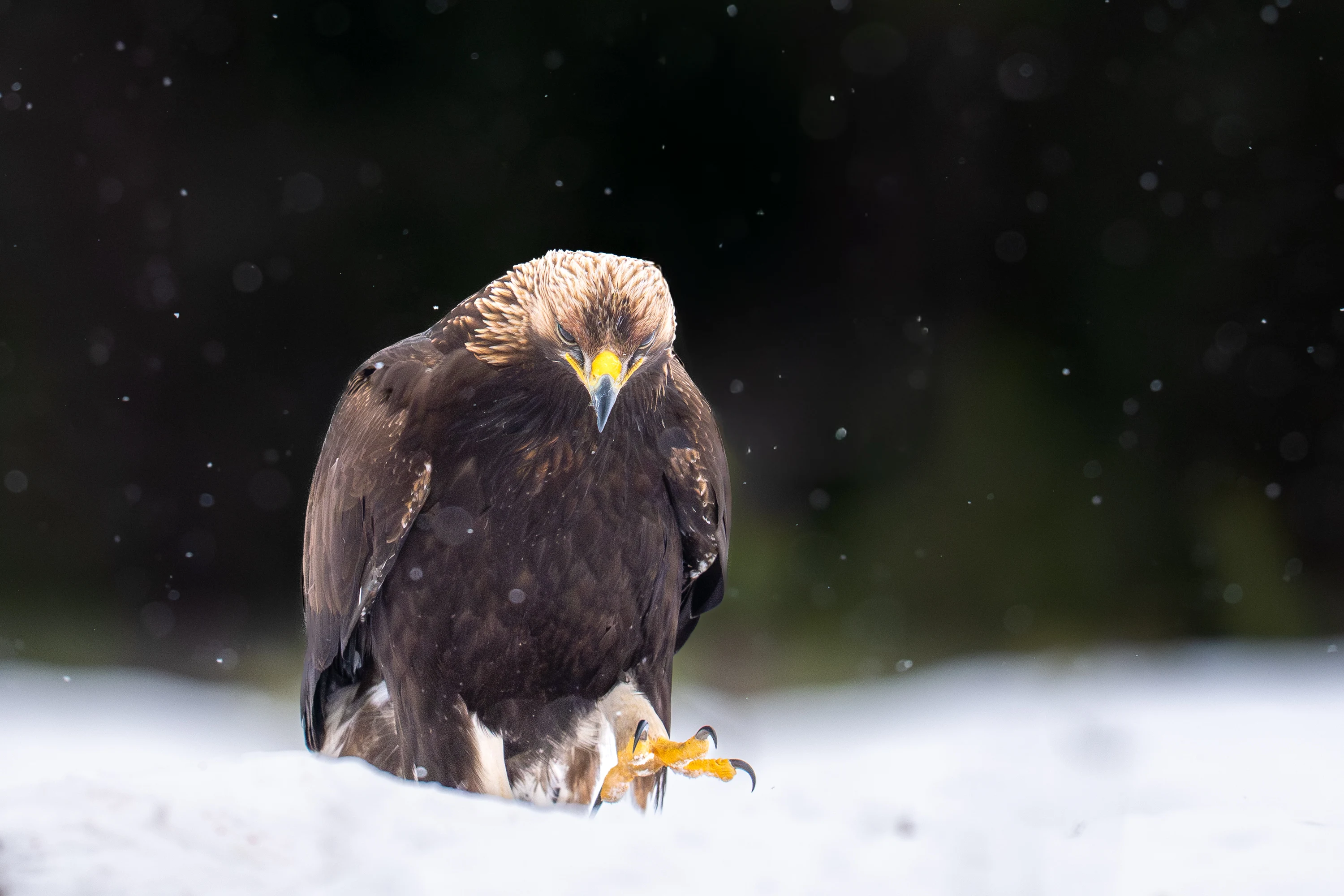 Wildlife Gallery gallery image 2